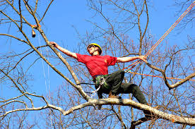 Tree Climbing