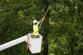 Tree Service