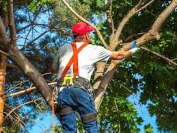 Tree Trimming